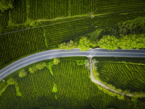 Aerial view of a sinuous road slicing through verdant tea plantations, a vibrant tapestry of green contrasting against the grey asphalt, Maia, Acores, Portugal.