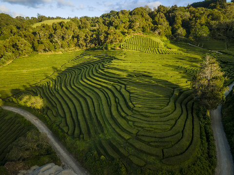 Aerial view of lush tea plantations cascade down verdant hillsides, a symphony of green textures under the soft glow of sunlight, Maia, Acores, Portugal.