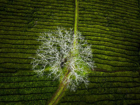 Aerial view of a stark, ghostly tree standing defiant against the verdant, manicured rows of a tea plantation, a study in contrasts and tranquility, Maia, Acores, Portugal.