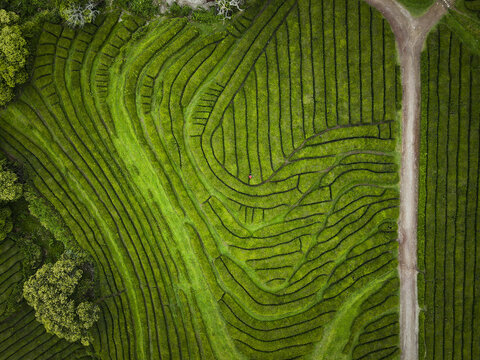 Aerial view of vibrant green tea plantations, a tapestry of neatly arranged rows intersected by a pale path, creating a striking contrast of color and texture, Maia, Acores, Portugal.
