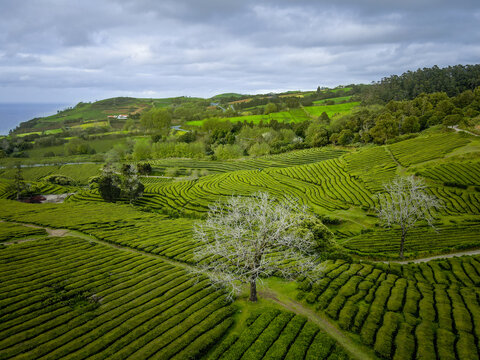 Aerial view of vibrant green tea plantations cascade down rolling hills towards the coastline, a tapestry of natural beauty under a cloudy sky, Maia, Acores, Portugal.