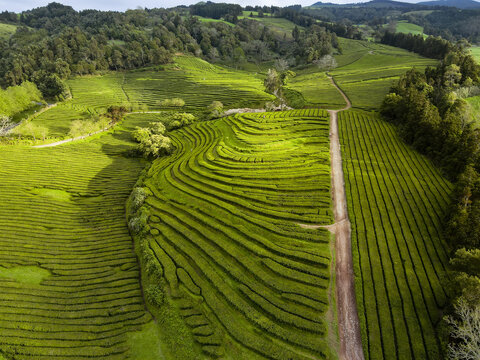 Aerial view of vibrant green tea plantations cascade across the landscape, contrasting with the earthen pathway winding through the fields, Maia, Acores, Portugal.
