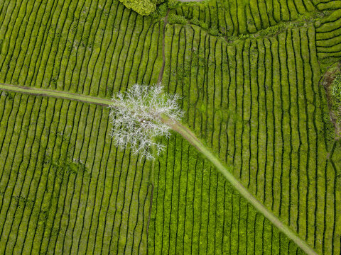 Aerial view of the stark white tree stands out against the vibrant green tea plantation, creating a striking contrast of color and texture, Maia, Acores, Portugal.