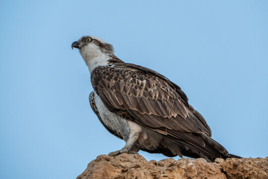 Osprey.