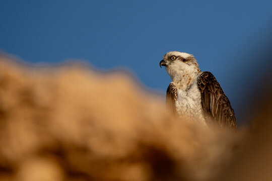 Osprey.