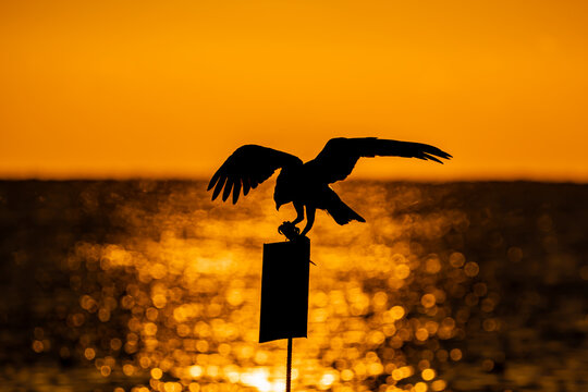 Osprey.