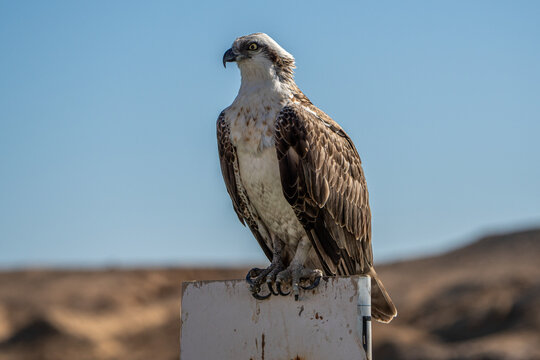 Osprey.