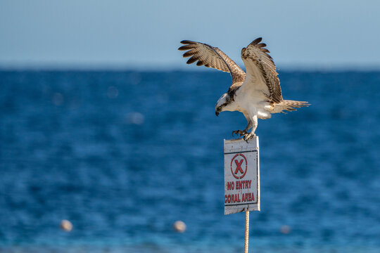 Osprey.