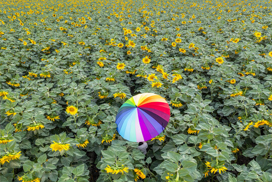 Aerial view of a sea of sunflowers under the vibrant colours of a rainbow umbrella standing out, Hulda, Center District, Israel.