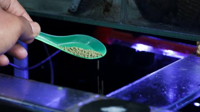 Hand holding spoon of fish food pellets near aquarium tank with blue LED light. Feeding tropical fish in home aquarium, aquatic hobby and pet care concept.