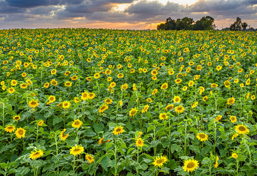 Aerial view of a vibrant field of sunflowers basking under the dramatic sunset sky, their golden heads nodding gently in the soft breeze, Hulda, Center District, Israel.