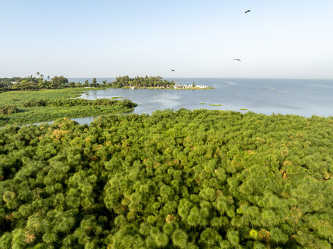 Aerial view of lush green vegetation meets the serene waters, creating a vibrant tapestry of life, Kisumu, Kisumu County, Kenya.