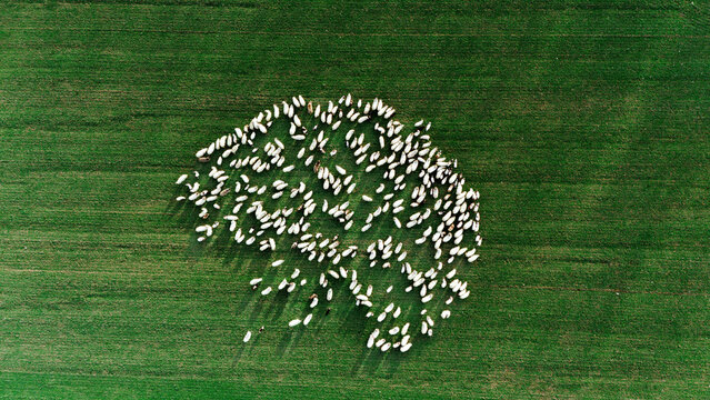 Aerial view of a flock of sheep clustered together on a vibrant green pasture, their white fleece stark against the verdant field, Sremska Mitrovica, Vojvodina, Serbia.