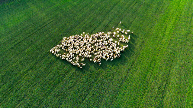 Aerial view of a flock of sheep grazing peacefully on a vast, verdant field, their white wool contrasting against the bright green grass, Sremska Mitrovica, Vojvodina, Serbia.