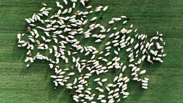 Aerial view of a flock of sheep scattered across the verdant grass, creating a striking contrast of white against green, Sremska Mitrovica, Vojvodina, Serbia.