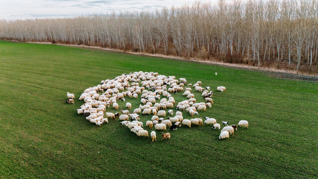Aerial view of a flock of sheep grazing on a vibrant green field beneath a row of tall, bare trees, creating a striking contrast of color and texture, Sremska Mitrovica, Vojvodina, Serbia.