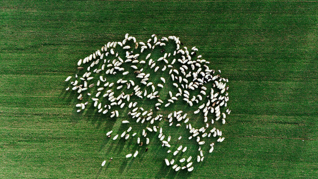 Aerial view of a flock of sheep clustered together on a vibrant green field, their white fleece a stark contrast to the verdant grass, Sremska Mitrovica, Vojvodina, Serbia.