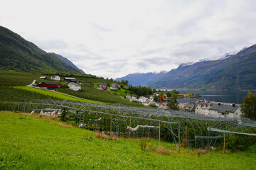 Lofthus village and S&oslash;rfjorden landscape with orchards in Hardanger, Norway