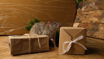 Brown  gray rat and cardboard boxes  on wooden table.