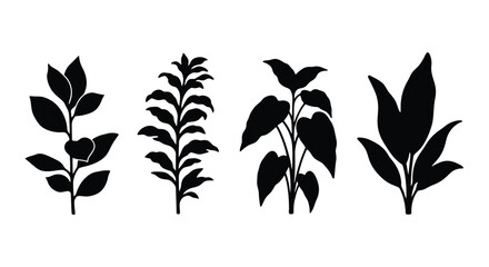 Four botanical plant shapes depicted in a striking black silhouette © MALA