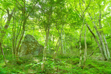 Fototapeta premium 栃木県那須塩原市 木の俣園地の森林風景