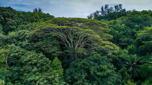 Aerial view of a majestic tree standing tall amidst the dense, verdant forest canopy, a symphony of greens under the vast sky, Takamaka, Mahe, Seychelles.