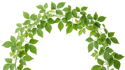 Fototapeta premium Green leaves arranged in an arch shape creating a natural frame against a bright background on white and transparent