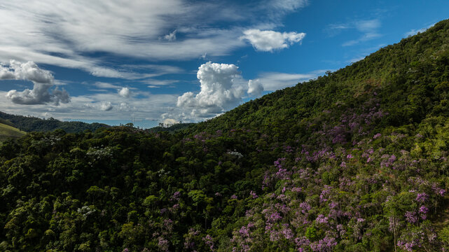 Aerial view of verdant slopes bursting with violet blooms under a vast sky streaked with cirrus clouds, Campos do Jordao, Brazil.