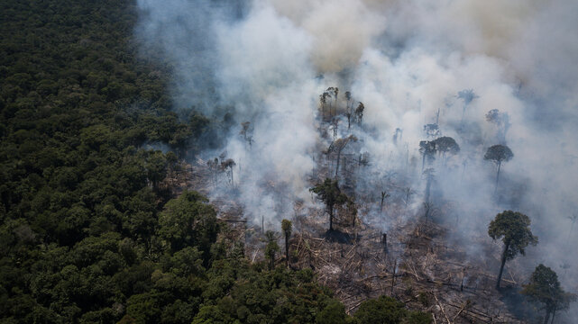 Aerial view of smoke billowing and rising from a forest fire, contrasting the charred ground with the untouched green trees, Rorainopolis, Roraima, Brazil.