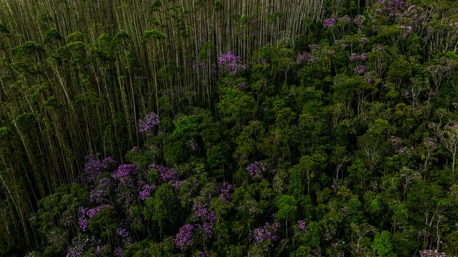 Aerial view of dense forest canopy, a mix of towering trees and vibrant purple blooms, creating a tapestry of green and lavender, Brazil.
