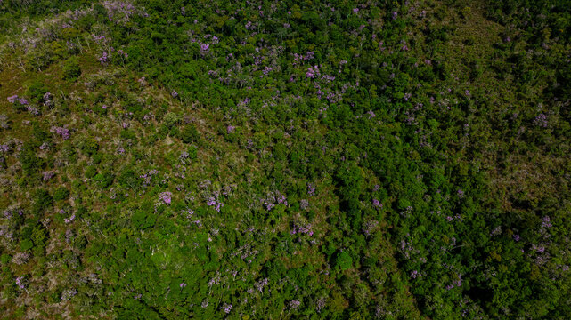 Aerial view of a dense forest canopy speckled with vibrant purple blooms, creating a textured tapestry of green and lavender, Minas Gerais, Brazil.