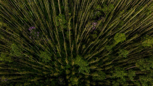Aerial view of a dense forest canopy, the sunlight filtering through the tall trees creating a mosaic of light and shadow, Natividade da Serra, State of Sao Paulo, Brazil.