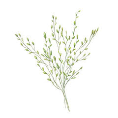 Fototapeta premium Watercolor rural bouquet of meadow grass with spikelet on isolated background. Hand drawn natural organic herbs with seeds illustration for greeting cards, rustic decor, stationery.