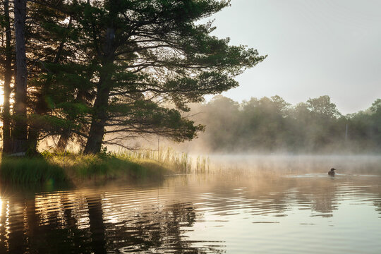 A loon swims near an island on a calm lake at dawn in northern Minnesota