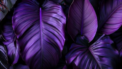 dark purple tropical foliage with lush botanical leaves