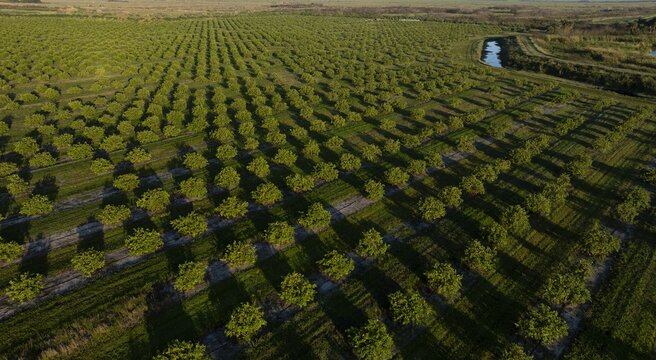 Aerial view of neat rows of citrus trees create a mesmerizing pattern of green, bisected by a narrow canal, West Palm Beach, Florida, United States.