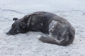 one big black stray dog lies on the gray sand in the street
