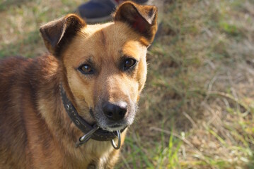 one big head of a brown dog outdoors on a green background