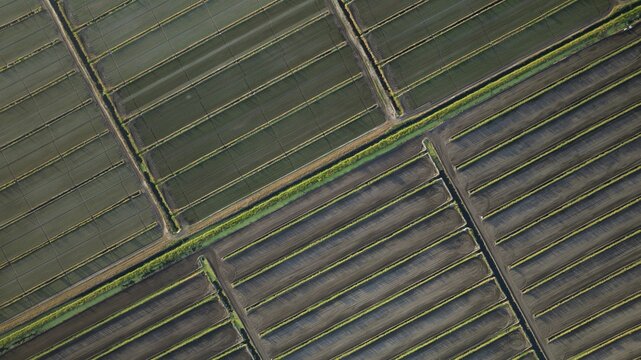 Aerial view of symmetrical agricultural fields, a mosaic of textures and tones, where nature's artistry unfolds in orderly patterns, West Palm Beach, Florida, United States.