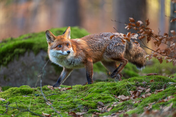 Obraz premium Red Fox ( Vulpes vulpes ) close up in spring forest