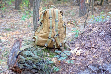 one brown army backpack there is a pine tree standing on a tree in a summer forest