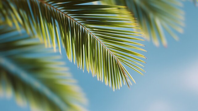 Close-up of green palm fronds against a clear blue tropical sky in Miami