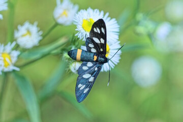one small black moth sits on a white flower of a plant on a green background in a wild summer nature
