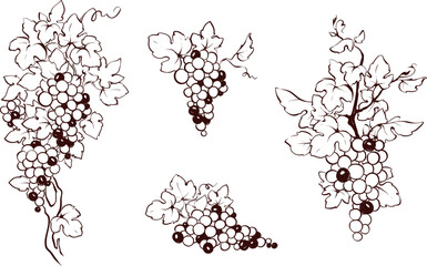 Set of design elements -- vine. Graphic vector illustration, sketch with bunches of grapes in lines, author's hand drawing.