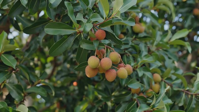 A close-up view of a lychee tree with ripe fruit hanging from its branches in a lush green environment.