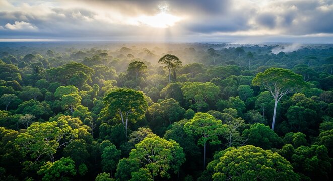 Aerial drone perspective capturing the dense, lush canopy of the amazon rainforest bathed in golden morning sunbeams breaking through low clouds