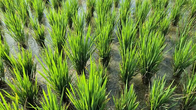 A view of lush green rice fields with fresh young rice plants being blown by the wind in the afternoon at Pamekasan, Indonesia.