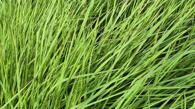 Lush Green Grass Blowing in the Wind Nature Background. 4k Video