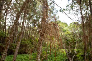 Fototapeta premium tree in the forest