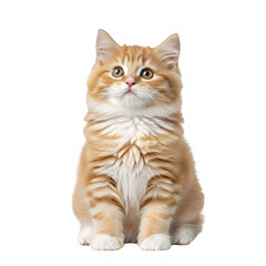 Obraz premium Cute orange tabby kitten sitting and looking up curiously, isolated on transparent background